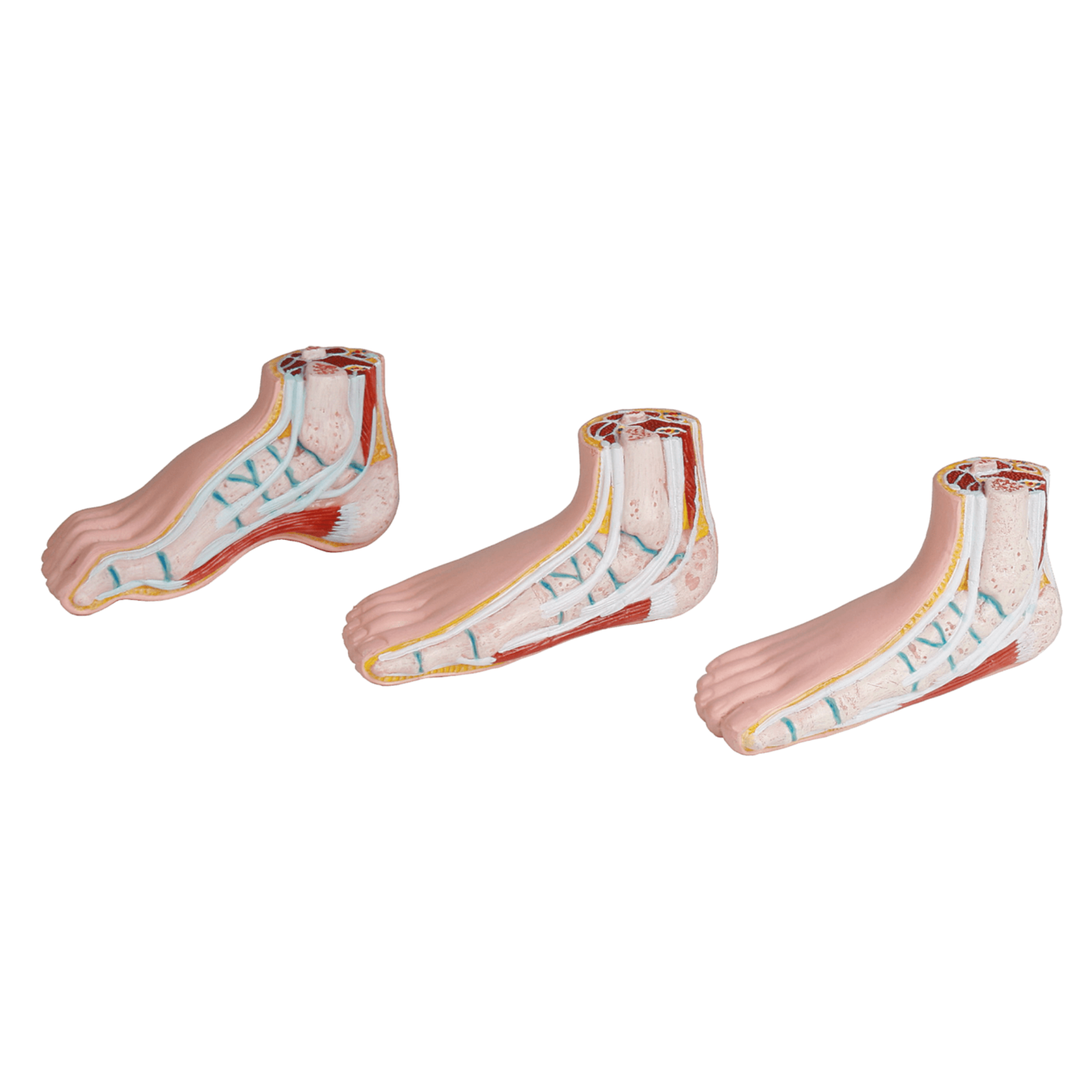 Série de 3 mini pieds (physiologique, plat et creux)