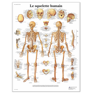 Planche anatomique - Le squelette humain - Anatomie et pathologie - 3B Scientific