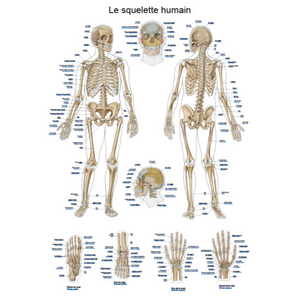 Planche anatomique - Le squelette humain - 50 x 70 cm - Français et latin